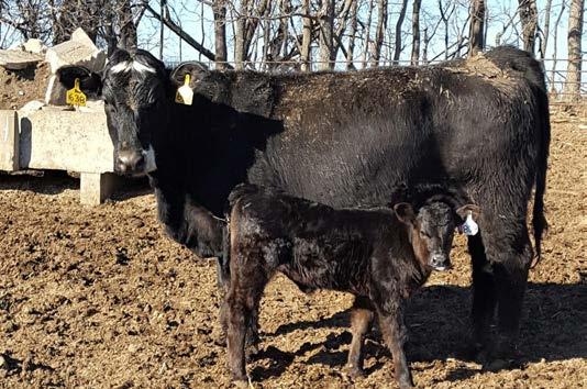 BLACKCAP 240 Sells with a heifer calf born 2/5/18 sired by May Way Equity.