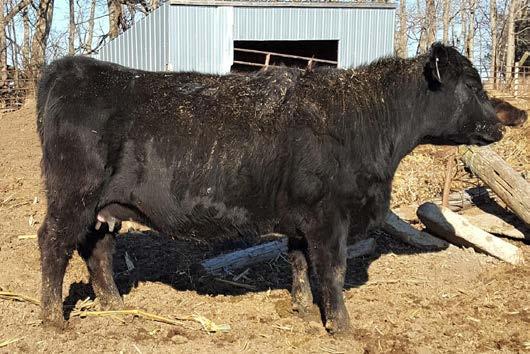 If you need another cow take advantage of this blue Chip daughter, she has all the eye appeal to make a great one.