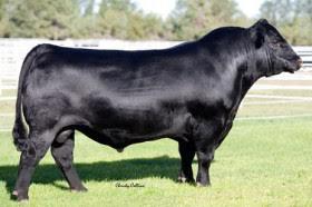BW I+2.4 REA WW I+51 $W +40.89 YW I+106 30 $F +60.58 30 MILK I+26 30 $B If you re wanting a larger framed bull and will really add the pounds to this next calf crop this Status son is for you.