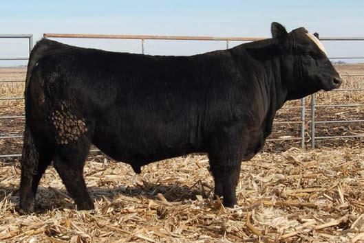 I have sold several top daughters out of the Meyer 734 daughter that is the dam of this bull. She never misses, take that consistency home with you in this bull.