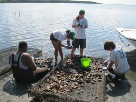 Reduce nitrogen loading into the bay by raising oysters which will filter it out of the bay.