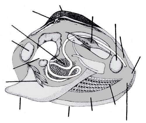 Student Worksheet General Bivalve Anatomy 1. Label the parts of the bivalve above. 2.