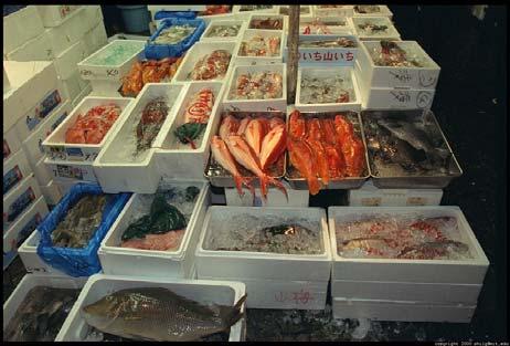 examples Tuna fishery Worldwide decline in predatory