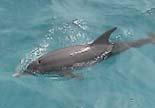 Three species of dolphin in eastern tropical pacific are officially listed as depleted * northeastern offshore spotted dolphin eastern spinner dolphin coastal spotted dolphin History of dolphin safe