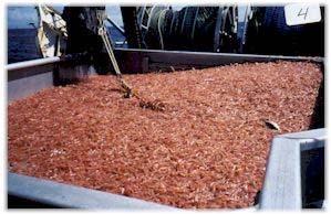 Shrimp fishery For each pound of shrimp, ten pounds