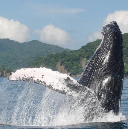 WHALE WATCHING BOAT TOUR PRICE: $70 adults, $35 children under 10 LEAVES FROM: Playa Uvita,