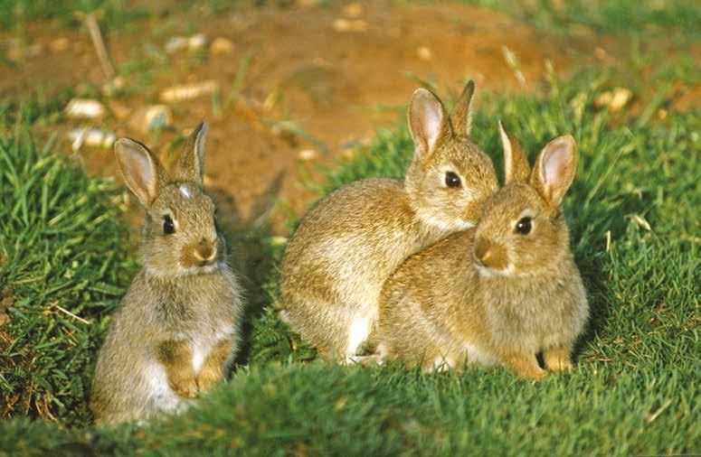 Rabbits in the UK Wild rabbits in the UK today are descendants of the European wild rabbit which originated in Iberia some 4,000 years ago.