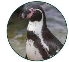 1. HUMBOLDT PENGUIN Humboldt penguins are named after the Humboldt Current which runs past the coasts of Chile and Peru where these birds live.