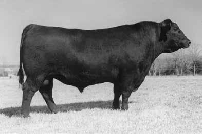 She is a member of the Rainbow Queen cow family. Sells with a 2/22/15 heifer calf (BW 71 lbs) sired by S A V Bismarck 5682 whose EPD s are +.3 +58 +97 +23. L T 598 Bando 9074 BW 2.