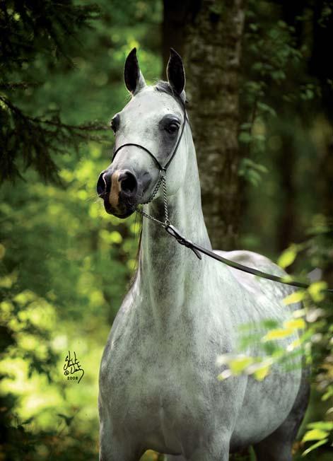 Experienced breeders will surely turn their attention to PEREIRA, who descends directly from Białka s founding mare Pentoza and who passes on the most valuable traits of this line to the next