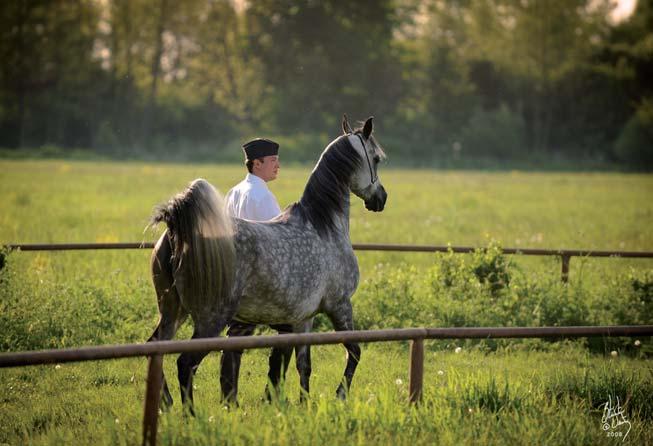 Reigning supreme at the head of this group is one of the last Eukaliptus daughters, honored with the title of Polish National Junior Champion Mare, AMRA, whose pedigree is composed just as