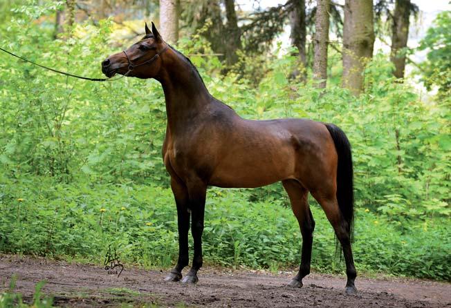 This collection is further enhanced by one of the most valuable broodmares SAWANTKA,