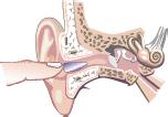 opposite hand to straighten out your ear canal.