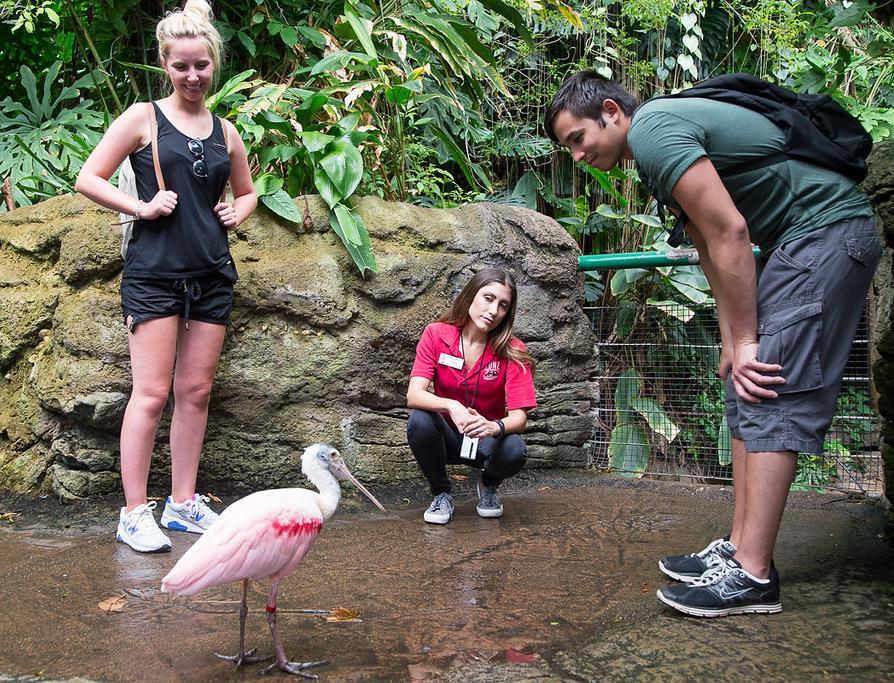 Some animals, like these spoonbills, roam freely throughout the exhibit.