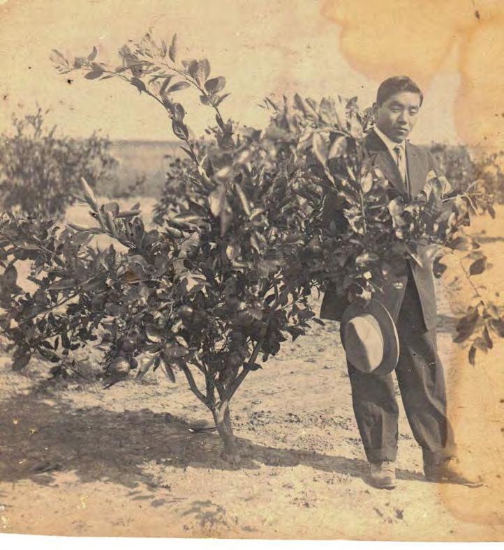 In 1916, Kosaku Sawada had married Nobu Yoshioka. The future Mrs. Sawada had brought some 500 camellia seeds with her from Japan.