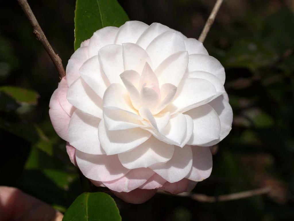 the first camellia selected at Overlook from cross pollinated seedlings. Sawada s Dream was the camellia that K.