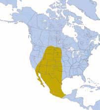Coyote Distribution in
