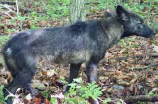 tend to be larger due to interbreeding with wolves MALES VS.