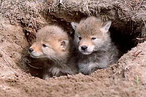 Denning Coyotes den in a variety of places to provide shelter for the pups: brush covered slopes steep banks rock ledges thickets hollow logs They may also dig