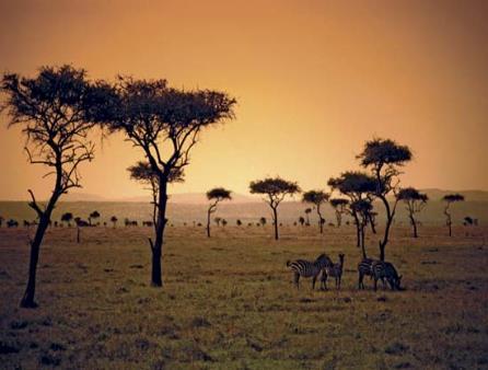 savanna, lie between desert areas and tropical