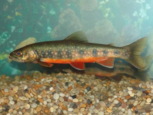 Charr Brown_Trout Sea_Trout Perch Roach Eel Salmon Powan 3S_Stickleback Minnow RARE FISH SPECIES OF HIGH CONSERVATION STATUS ASSESSING ARCTIC CHARR POPULATIONS IN THE NATIONAL PARK The National park