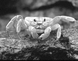 But because they are mobile, they can seek shelter from the air, sun, and predators. A crab on the move Anemones need moisture to survive.