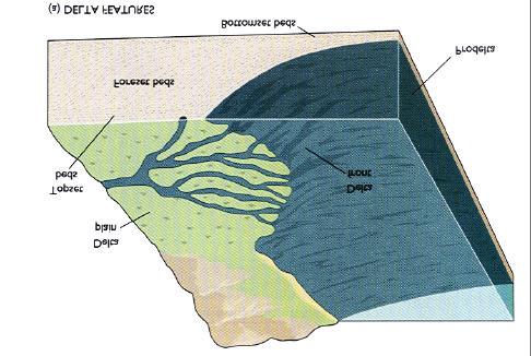 Areas of a Delta Three major areas Delta plain flat low, lying area at or below sea level that is drained by a system of distributaries Delta front shoreline and