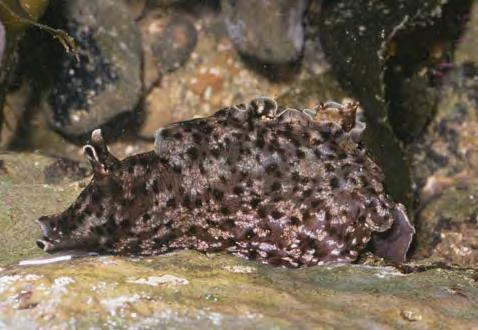 Sea hares are hard to see among the rocks and plants in a tide pool. Sometimes one adaptation is not enough. Californian sea hares, or sea slugs, live in the mid and low tide zones.