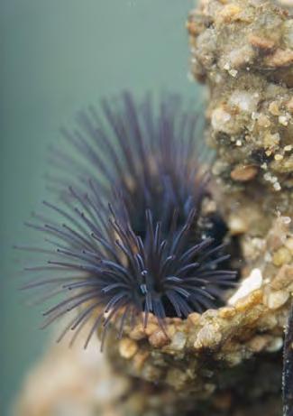 A sand-castle worm uses its tentacles to catch plankton. Mussels live next to each other in beds. They do not join their shells together.