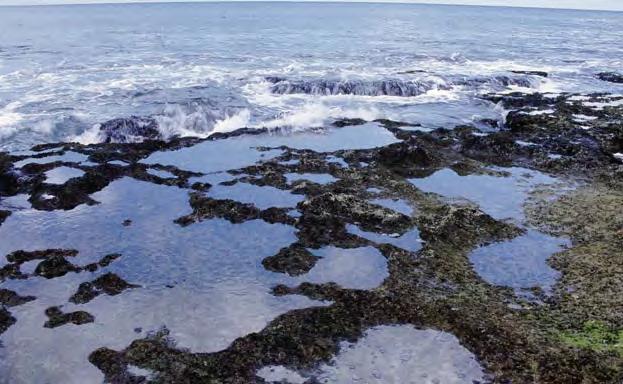 The tide pool habitat is made up of areas called zones. These zones form between the lowest low tides and the highest high tides. The low tide zone is mostly underwater.