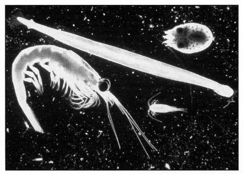 ZOOPLANKTON Diverse -- protozoans and others Nutrition modes: Herbivores (graze on phytoplankton) Carnivores