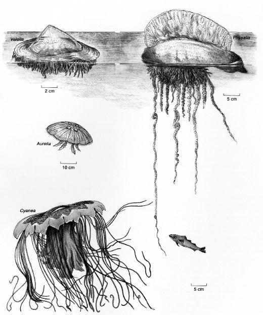 Other representative zooplankton: Jellyfish,
