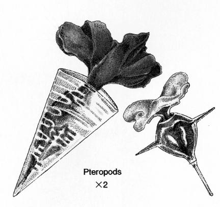 Other zooplankton: Planktonic snails.
