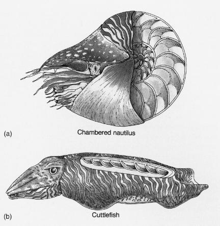 GENERAL CHARACTERISTICS Nektonic organisms are swimmers Mode of nutrition: Herbivores Carnivores (predators, scavengers) Vertebrates dominate INVERTEBRATE NEKTON Different evolutionary branch from