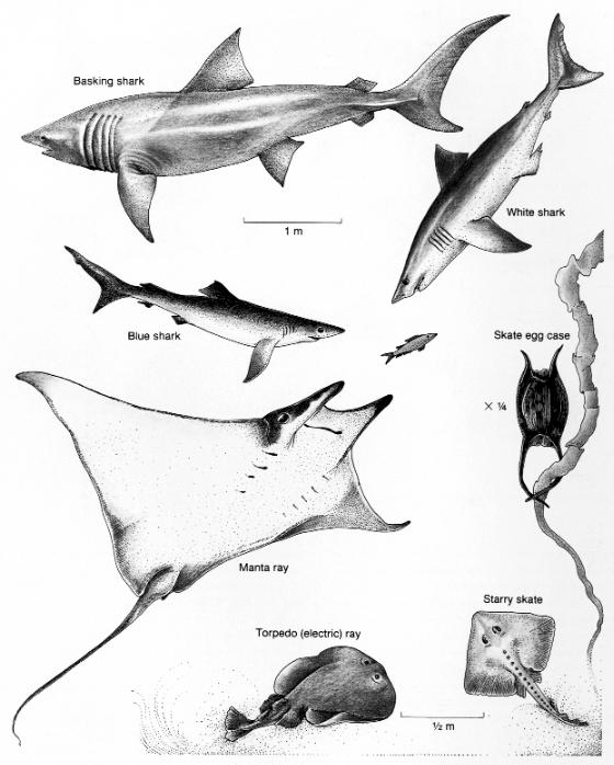Bony fish: (includes most eels) Epipelagic representatives (commercially fished) Tuna, Salmon -- predators Herring, Anchovy -- plankton feeders Coastal bottom-dwellers (commercially fished) Halibut,