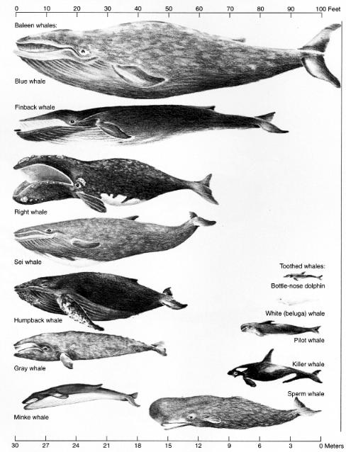 All other whales, plus porpoises, dolphins Toothed