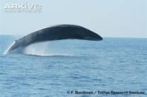 These are very fast whales, and they are the second largest (after