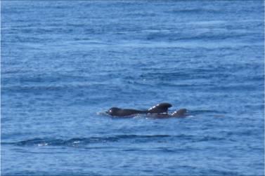 There are some pilot whales up ahead!