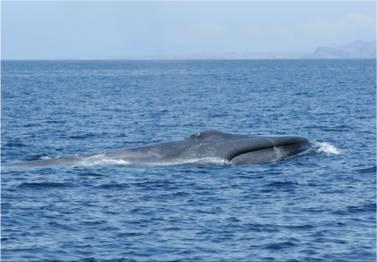 This really is a special day, because an enormous blue whale just swam by!