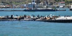 Look at all those sea lions lying on the bait docks! We can also see lots of birds.
