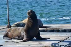 How can you tell if this is a sea lion or a seal? We have both in San Diego!