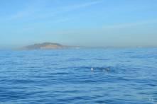 whales, and humpback whales. Whale, 2 o clock! We ve spotted our first gray whale.