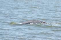 Adult gray whales can grow up to 50 feet long. That s a little bigger than a school bus! Here we can see the blowhole!
