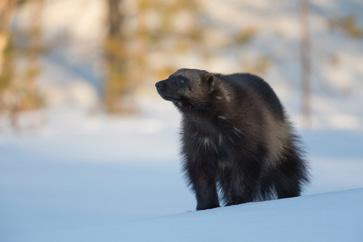 Wolverines had been photographed during the evening, night and morning giving photographers plenty of