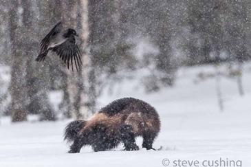 Since April five different Wolverines had visited, included one older pair, younger pair, and most unusually