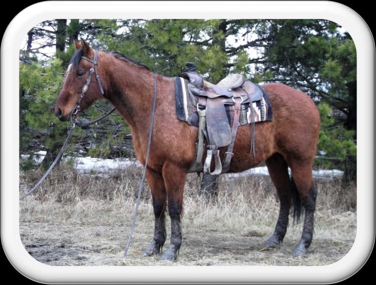 gelding. Has been roped off of, pleasure rode and trail rode.