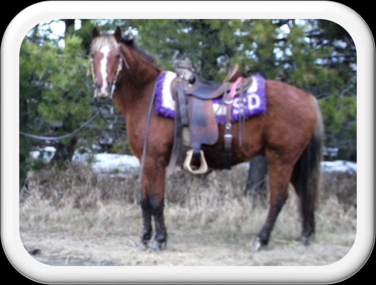Beginner horse that would make a nice 4H pony for a young person.