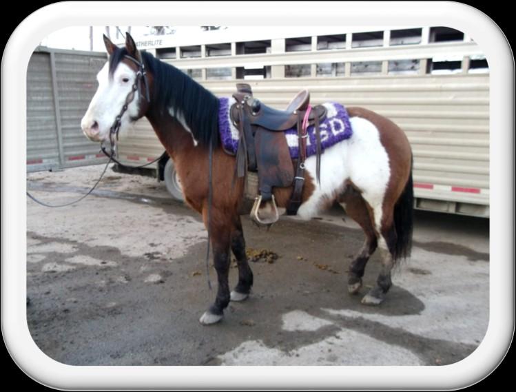 Lot 1 Tri Colored Paint Gelding Bozo DOB: 12 years old Bozo This 12 year old Tri Colored