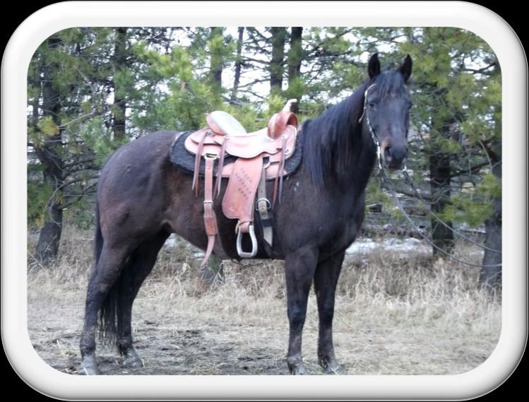 This mare could go to a western pleasure class any day and win. This is my feature mare.