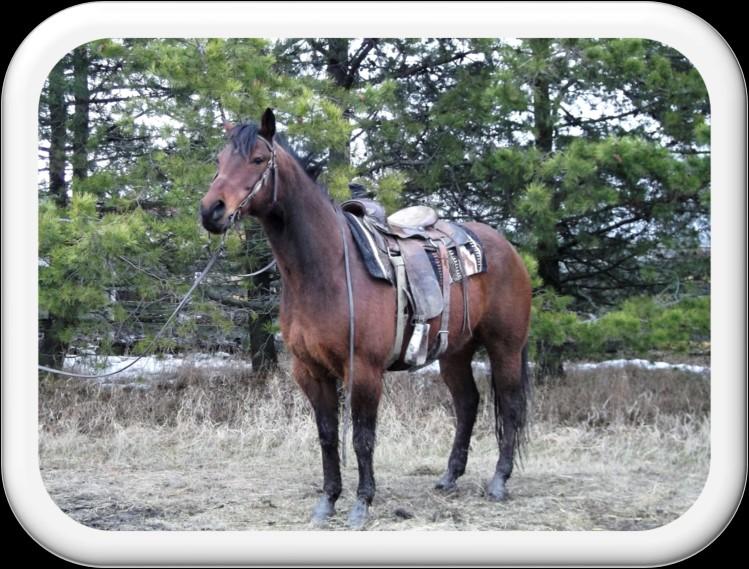 Mare Juanita DOB: 6 years old Juanita 6 year old sorrel mare. She has lots of miles of riding.